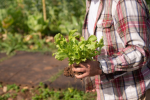 Lire la suite à propos de l’article Comment choisir des légumes bio pour un jardin sain et naturel